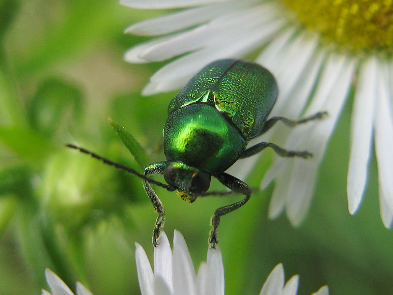 Chrysomelidae:   Cryptocephalus transiens